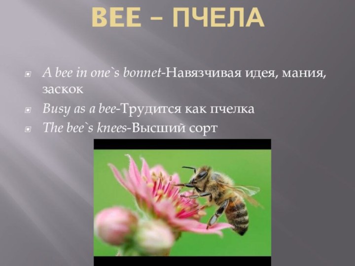 BEE – ПЧЕЛА A bee in one`s bonnet-Навязчивая идея, мания, заскокBusy