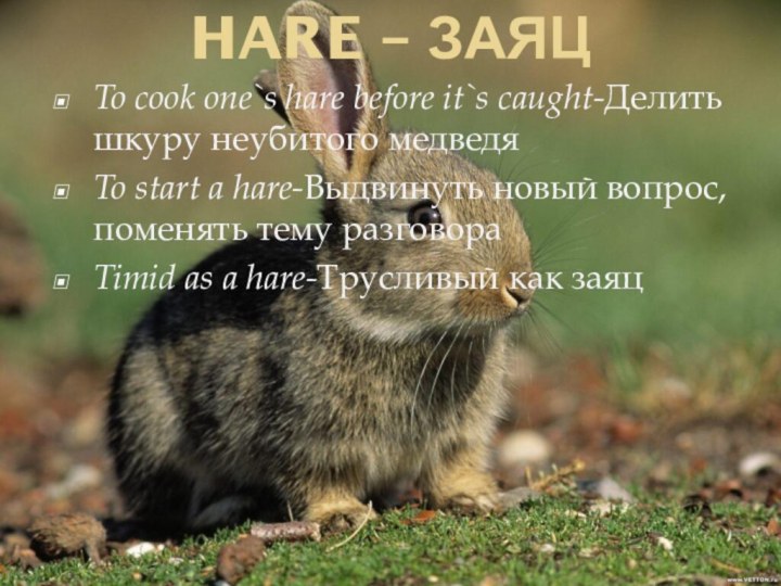 HARE – ЗАЯЦ To cook one`s hare before it`s caught-Делить шкуру