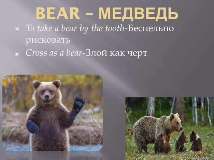 BEAR – МЕДВЕДЬ To take a bear by the tooth-Бесцельно рисковатьCross as a bear-Злой как черт