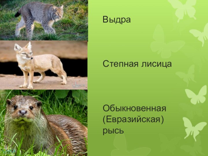 Выдра  Степная лисица  Обыкновенная (Евразийская) рысь