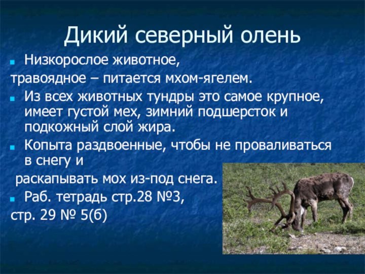 Дикий северный оленьНизкорослое животное, травоядное – питается мхом-ягелем.Из всех животных тундры это