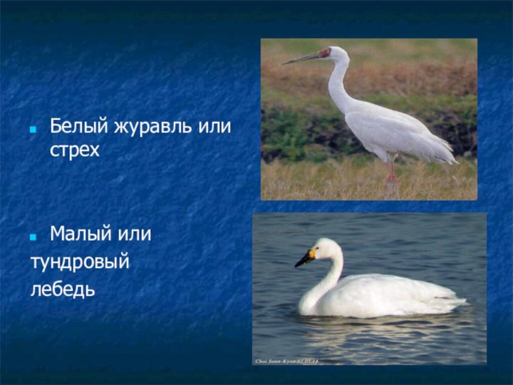 Белый журавль или стрехМалый или тундровый лебедь