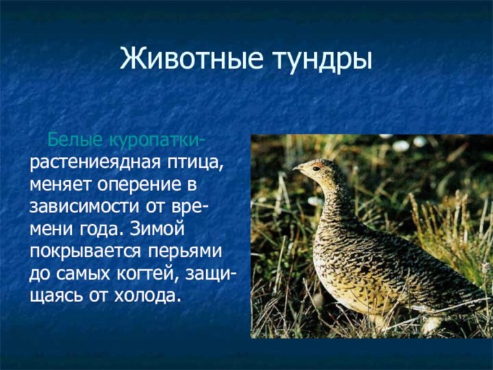 Животные тундры  Белые куропатки-растениеядная птица,меняет оперение в зависимости от вре-мени года.