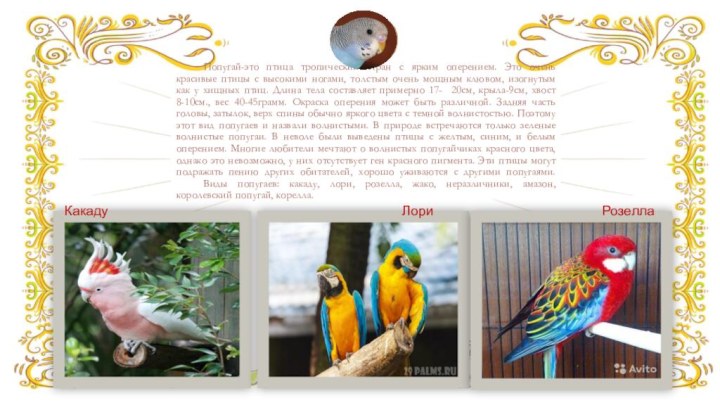 Правильный ответНеправильный ответНеправильный ответ	Попугай-это птица тропический стран с ярким оперением. Это