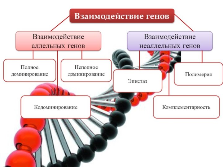 Взаимодействие геновВзаимодействие аллельных геновВзаимодействие неаллельных геновПолноедоминированиеНеполноедоминированиеПолимерия Комплементарность Кодоминирование Эпистаз