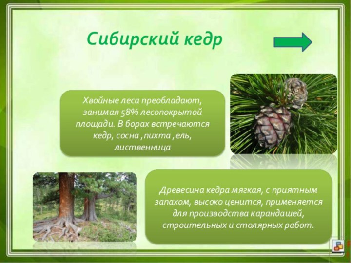 Сибирский кедрХвойные леса преобладают, занимая 58% лесопокрытой площади. В борах встречаются