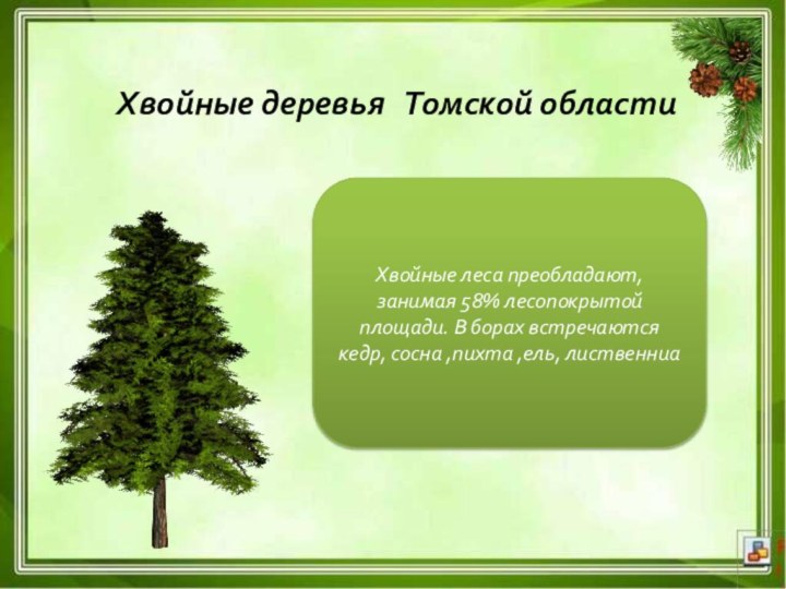 Хвойные деревья Томской областиХвойные леса преобладают, занимая 58% лесопокрытой площади. В