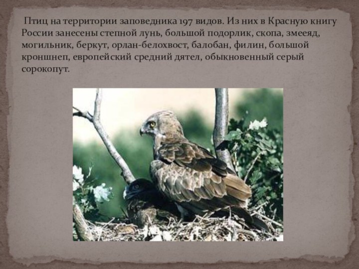 Птиц на территории заповедника 197 видов. Из них в Красную книгу