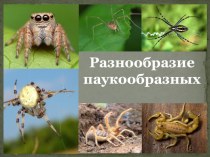 Презентация по биологии Разнообразие паукообразных