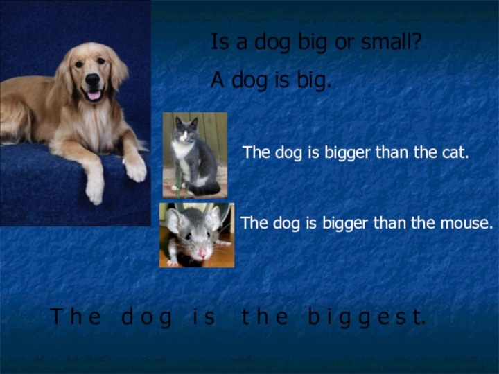 Is a dog big or small?A dog is big.T h e