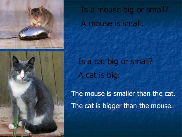 Is a mouse big or small? A mouse is small. Is