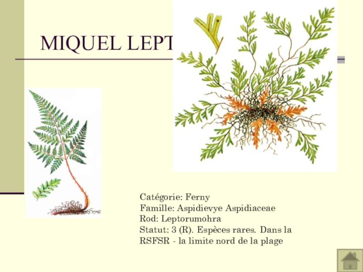 MIQUEL LEPTORUMORACatégorie: Ferny Famille: Aspidievye Aspidiaceae Rod: Leptorumohra Statut: 3 (R). Espèces rares. Dans la RSFSR - la limite nord de la plage