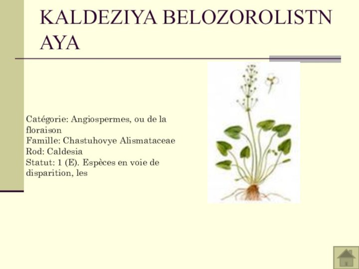 KALDEZIYA BELOZOROLISTNAYACatégorie: Angiospermes, ou de la floraison Famille: Chastuhovye Alismataceae Rod: Caldesia Statut: 1 (E). Espèces en voie de disparition, les