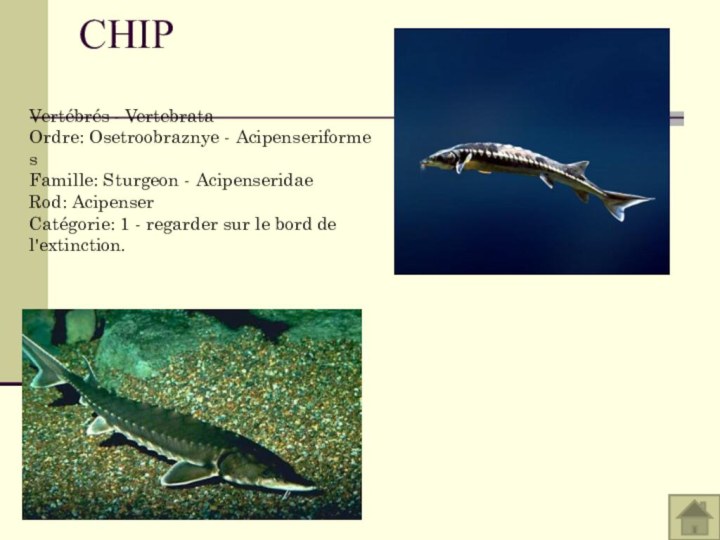 CHIP Vertébrés - Vertebrata Ordre: Osetroobraznye - Acipenseriformes Famille: Sturgeon - Acipenseridae Rod: Acipenser Catégorie: 1 - regarder sur le bord de l'extinction.