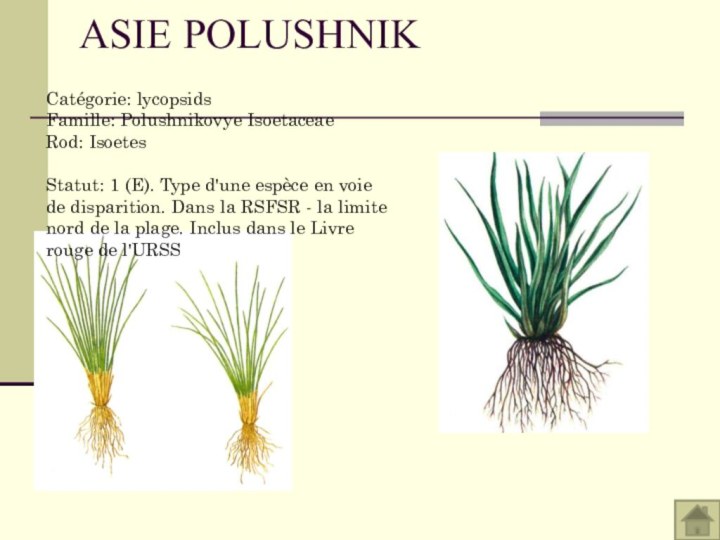 ASIE POLUSHNIK Catégorie: lycopsids Famille: Polushnikovye Isoetaceae Rod: Isoetes  Statut: 1 (E). Type d'une espèce en voie de disparition. Dans la RSFSR - la