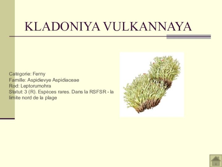 KLADONIYA VULKANNAYACatégorie: Ferny Famille: Aspidievye Aspidiaceae Rod: Leptorumohra Statut: 3 (R). Espèces rares. Dans la RSFSR - la limite nord de la plage