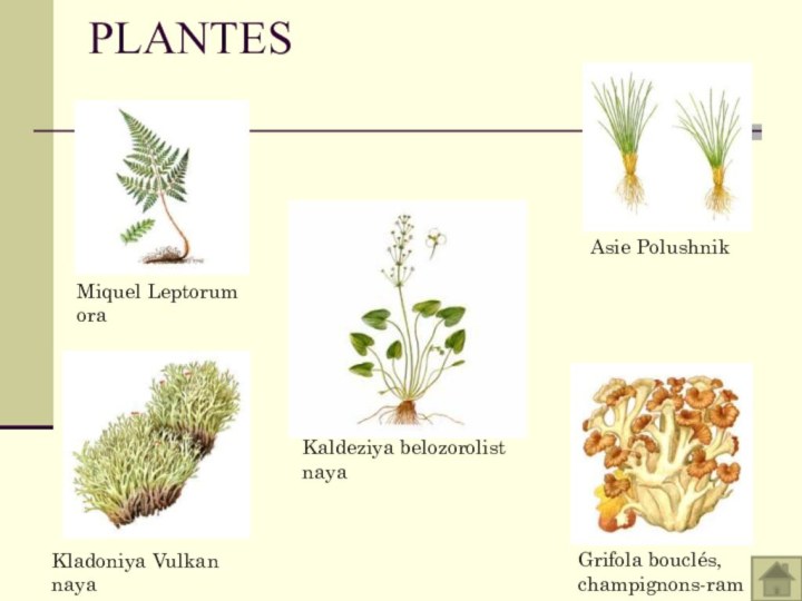 PLANTES Asie PolushnikMiquel LeptorumoraKaldeziya belozorolistnayaKladoniya VulkannayaGrifola bouclés, champignons-ram