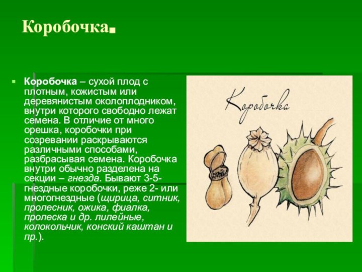 Коробочка.Коробочка – сухой плод с плотным, кожистым или деревянистым околоплодником, внутри которого свободно