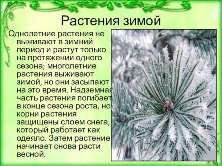 Растения зимойОднолетние растения не выживают в зимний период и растут только на