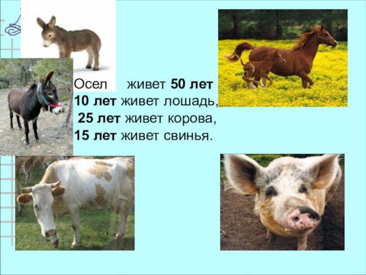 Осел  живет 50 лет10 лет живет лошадь, 25 лет живет корова,15 лет живет свинья.