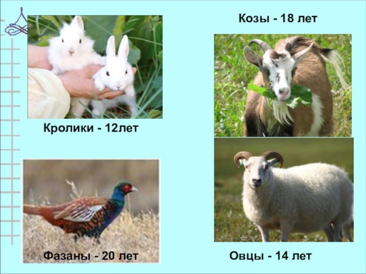 Кролики - 12летКозы - 18 летФазаны - 20 летОвцы - 14 лет