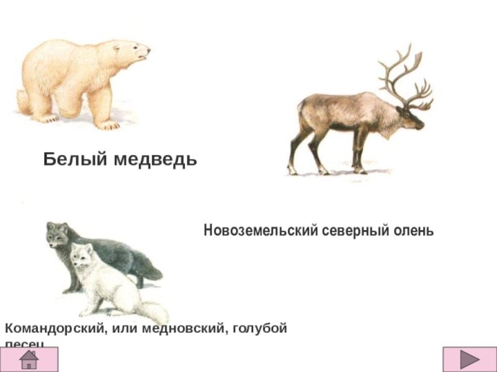 Белый медведь  Командорский, или медновский, голубой песец  Новоземельский северный олень
