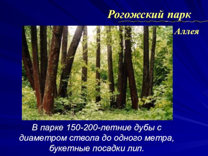В парке 150-200-летние дубы с диаметром ствола до одного метра, букетные посадки