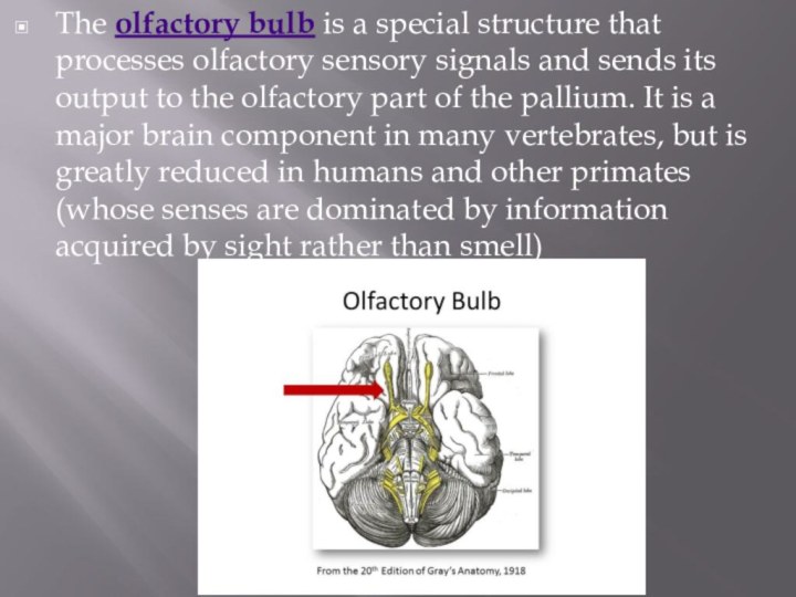The olfactory bulb is a special structure that processes olfactory sensory signals and sends