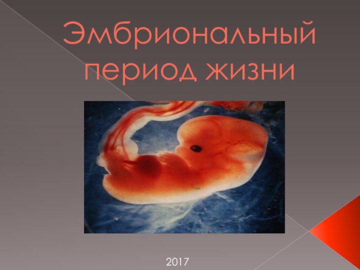 Эмбриональный период жизни2017