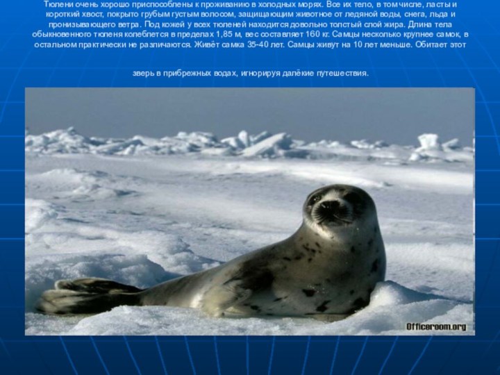 Тюлени очень хорошо приспособлены к проживанию в холодных морях. Все их