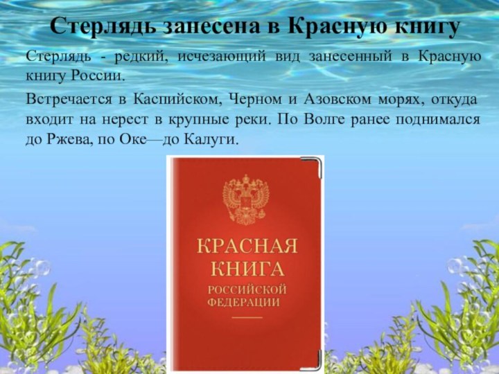 Стерлядь - редкий, исчезающий вид занесенный в Красную книгу России.Встречается в Каспийском,