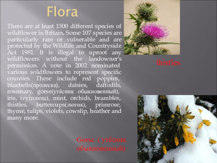 FloraThere are at least 1500 different species of wildflower in Britain, Some