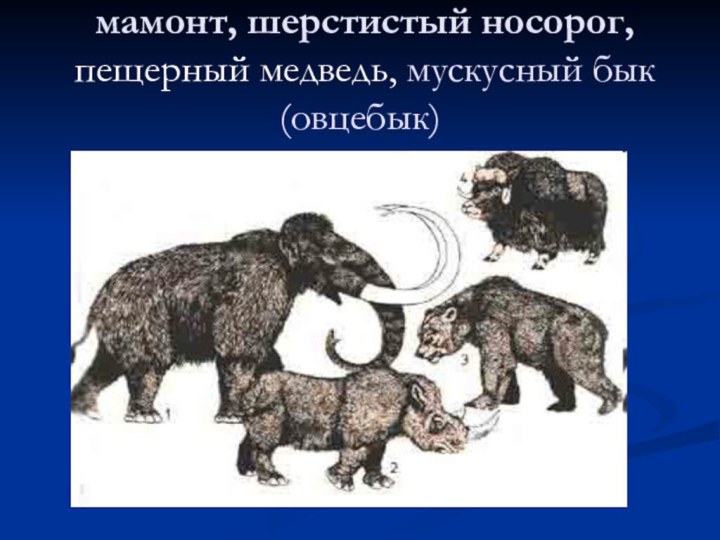 мамонт, шерстистый носорог,  пещерный медведь, мускусный бык (овцебык)