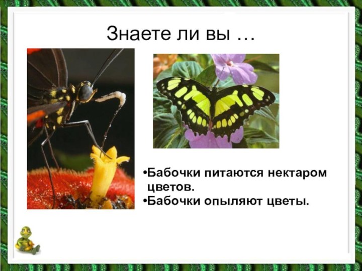 Знаете ли вы …Бабочки питаются нектаром цветов.Бабочки опыляют цветы.