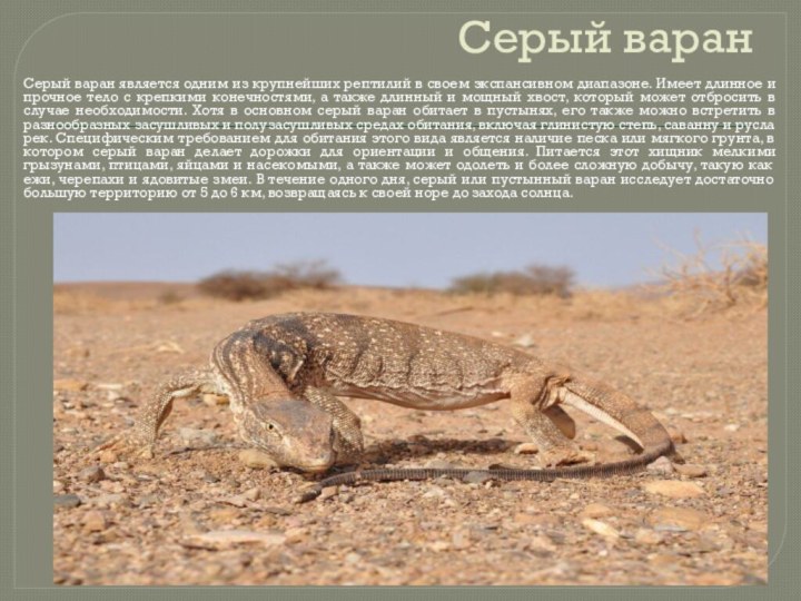 Серый варанСерый варан является одним из крупнейших рептилий в своем экспансивном диапазоне.