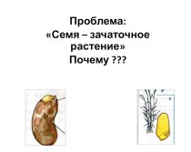 Презентация по биологии Строение семени 6 класс