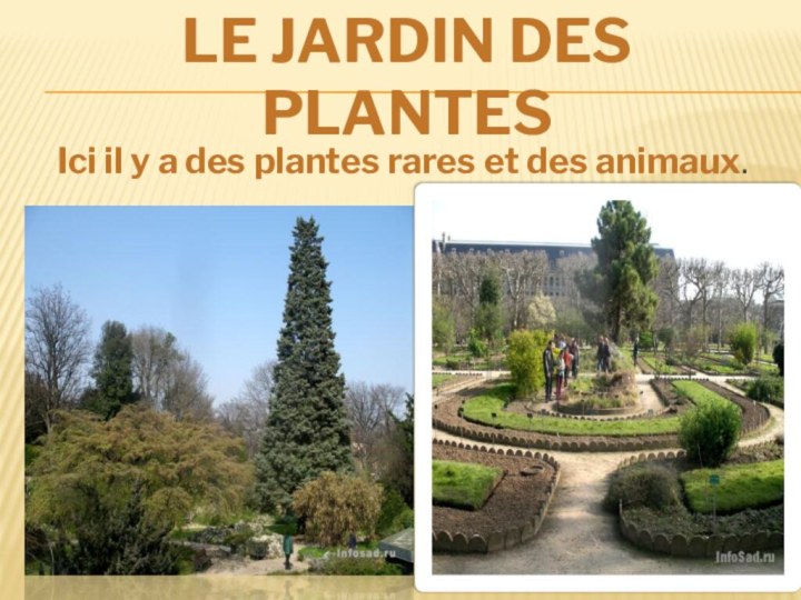 Le Jardin des Plantes  Ici il y a des plantes rares et des animaux.