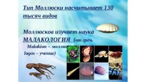 Презентация к занятию на тему Моллюски