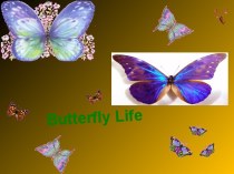 Презентация по английскому языку Жизнь бабочки 4 класс