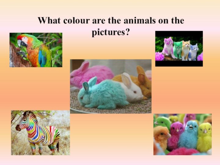 What colour are the animals on the pictures?