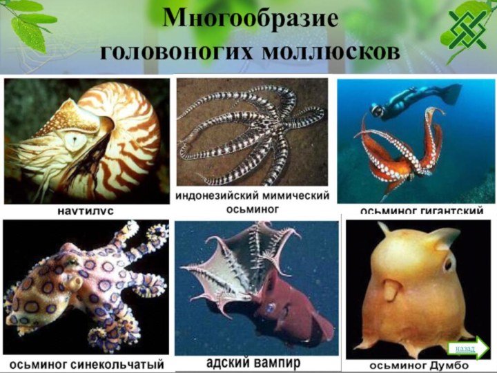 Многообразие головоногих моллюсков назад