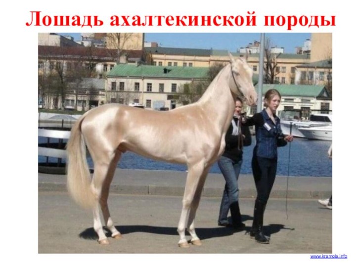 Лошадь ахалтекинской породыwww.kramola.info