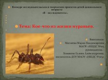 Конкурс исследовательских и творческих проектов детей дошкольного возраста Я – исследователь.   Тема: Кое-что из жизни муравьев.    