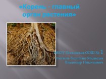 Презентация по биологии на тему: Корень - главный орган растения