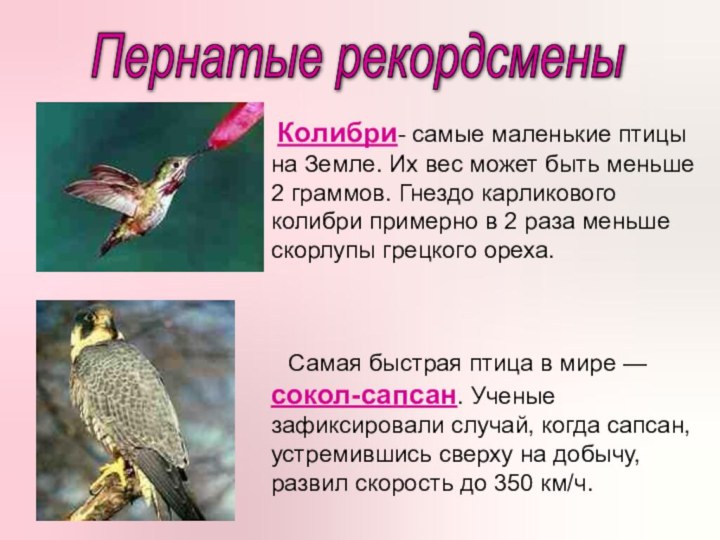 Самая быстрая птица в мире — сокол-сапсан. Ученые зафиксировали случай, когда сапсан,
