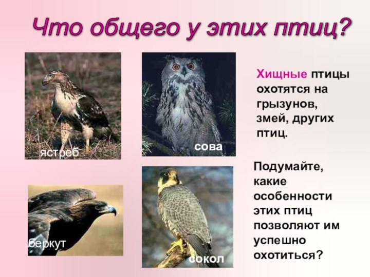 Что общего у этих птиц? ястребберкутсоколсоваПодумайте, какие особенности этих птиц позволяют им