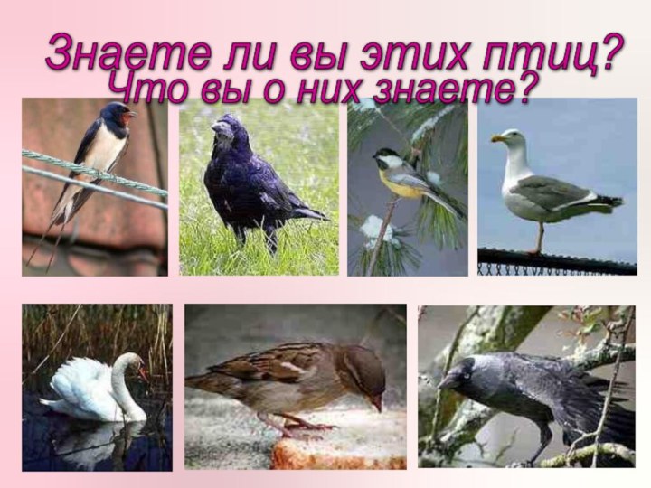 Знаете ли вы этих птиц? Что вы о них знаете?