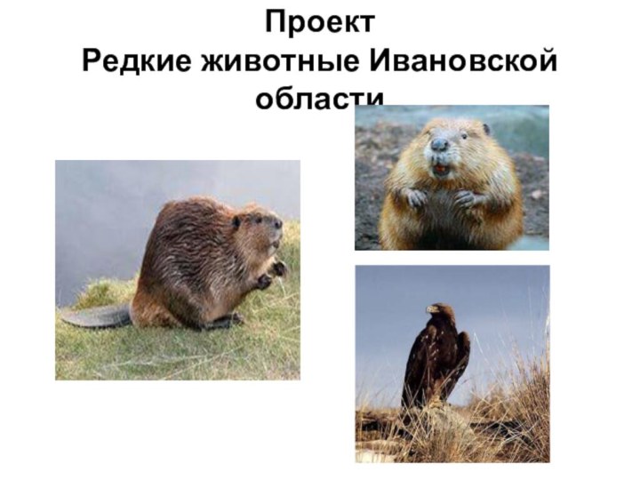 Проект Редкие животные Ивановской области