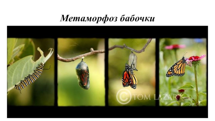 Метаморфоз бабочки