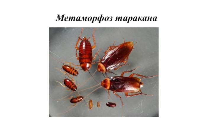 Метаморфоз таракана